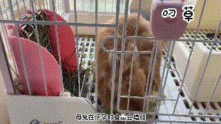 兔子生气的表现是怎样子的