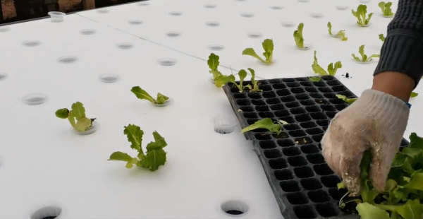 生菜可以水培种植吗