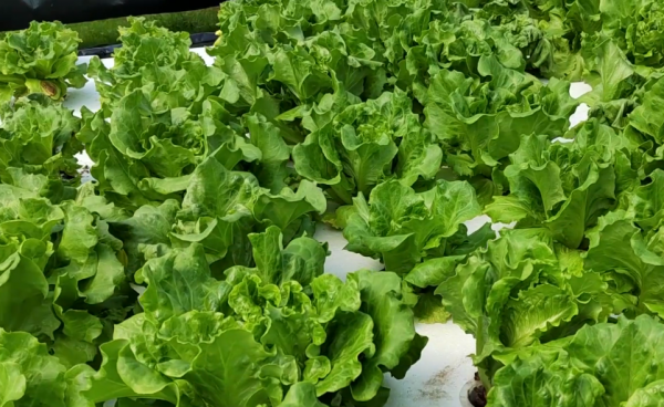 生菜可以水培种植吗