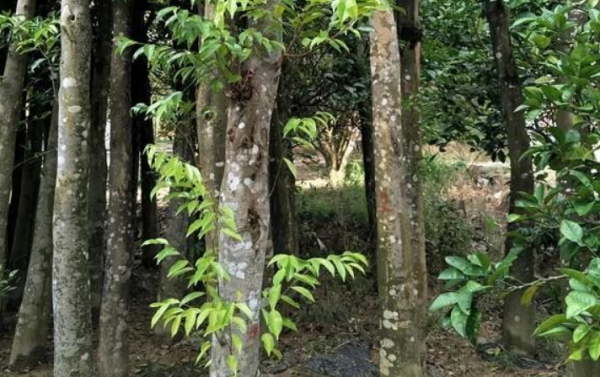 一万元一克的木头