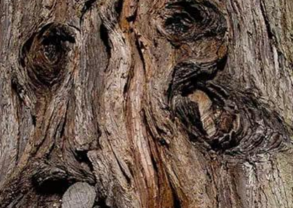 一万元一克的木头