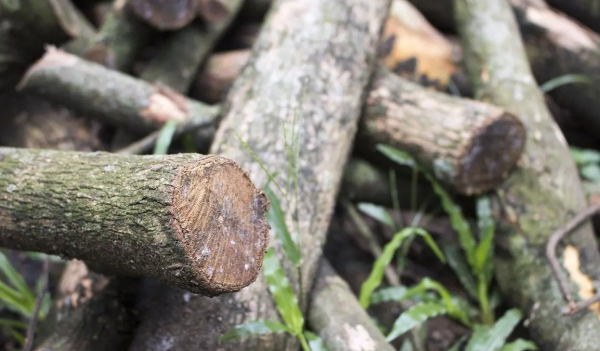 一万元一克的木头