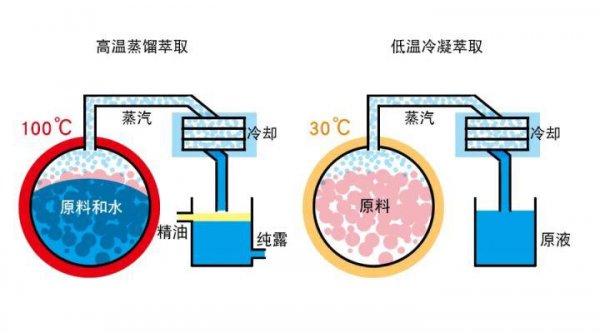 自己在家怎么提炼玫瑰精油