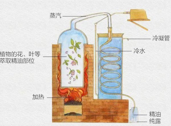 自己在家怎么提炼玫瑰精油