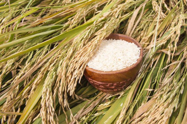 五谷中的菽指的是什么