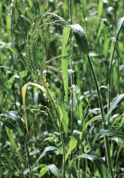 五谷中的菽指的是什么