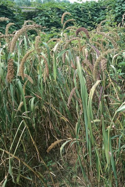 五谷中的菽指的是什么