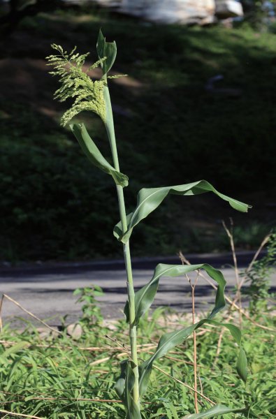 五谷中的菽指的是什么
