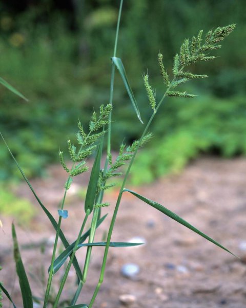 五谷中的菽指的是什么
