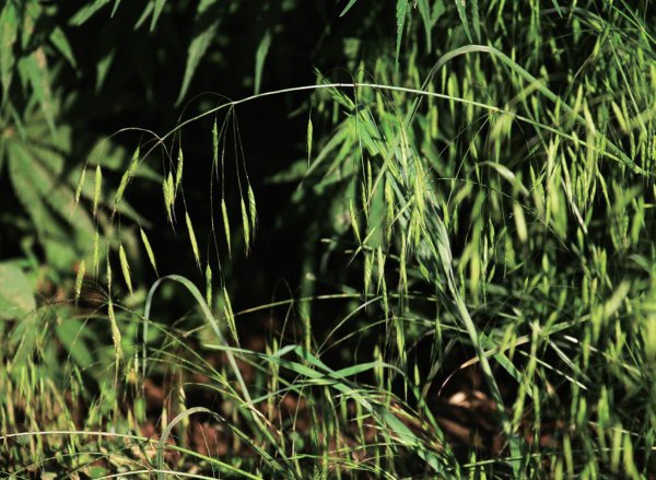 五谷中的菽指的是什么