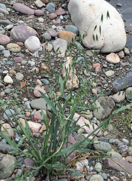 五谷中的菽指的是什么