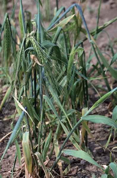 五谷中的菽指的是什么