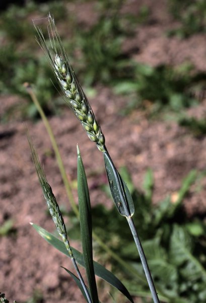 五谷中的菽指的是什么