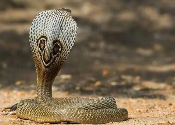 眼镜蛇为什么叫眼镜蛇