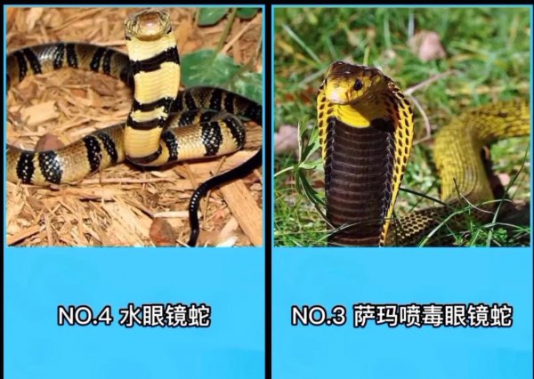 眼镜蛇为什么叫眼镜蛇