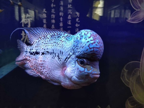 鱼缸换水后水变白雾浑浊的原因