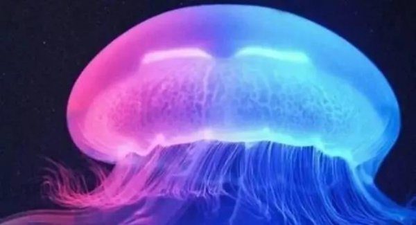 海月水母长什么样子图片