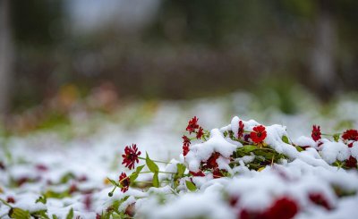 三黑是哪三黑 小雪以后常吃“三黑”健康过冬天