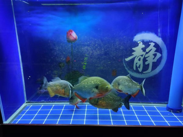 鱼缸里有白色的小虫子是怎么回事