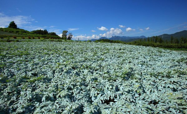 现在农村种植什么最赚钱