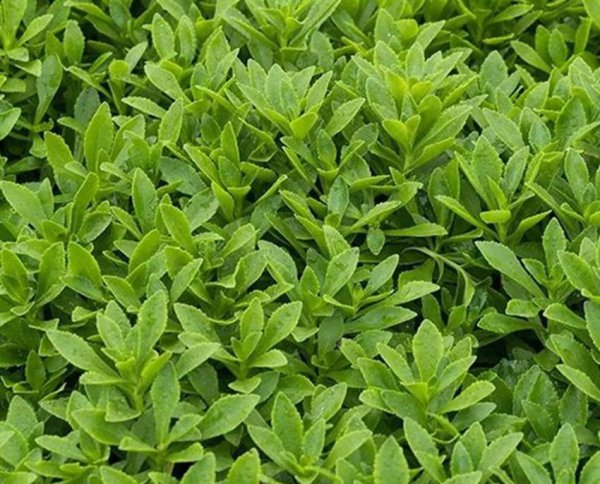 现在农村种植什么最赚钱