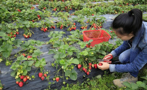 现在农村种植什么最赚钱
