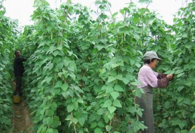 芸豆什么时候种植最好 芸豆播种时期掌握好产量高