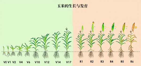 一年种两季玉米时间怎么安排