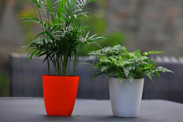 袖珍椰子喜阴还是喜阳