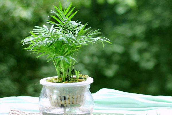 袖珍椰子喜阴还是喜阳