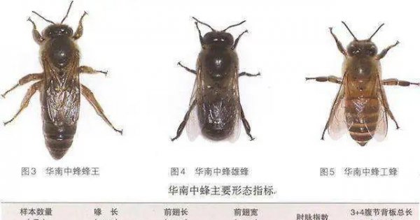 蜜蜂寿命最多有多长时间