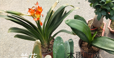 兰花最适合什么肥料最好用 养兰花怎样施肥长得好不烂根