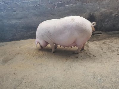 母猪一年产几次猪仔