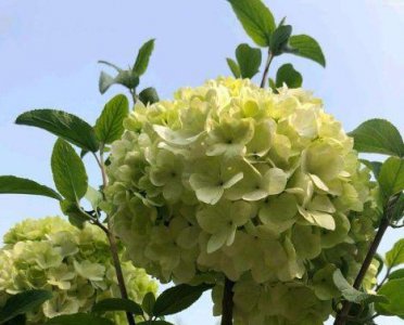 绣球叶子边缘卷曲干枯怎么处理 绣球花叶片卷曲变干咋补救