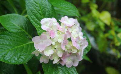 绣球花花瓣边缘变黄什么原因 绣球花容易黄叶的2大原因