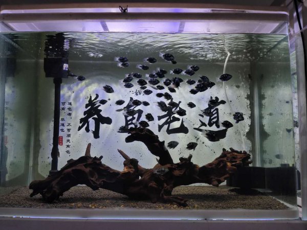 最好养的观赏鱼排行榜