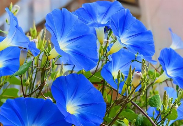常见的蓝色的花