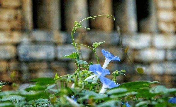 常见的蓝色的花