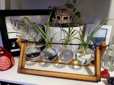 什么绿植合适室内养不需要阳光 6种室内好养活的植物盆栽