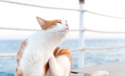 小猫身上的跳蚤怎么彻底去除 猫咪身上跳蚤太多怎么办