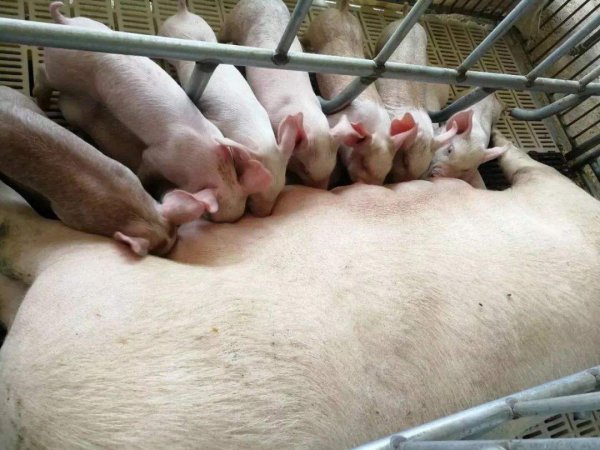 猪智商高吗