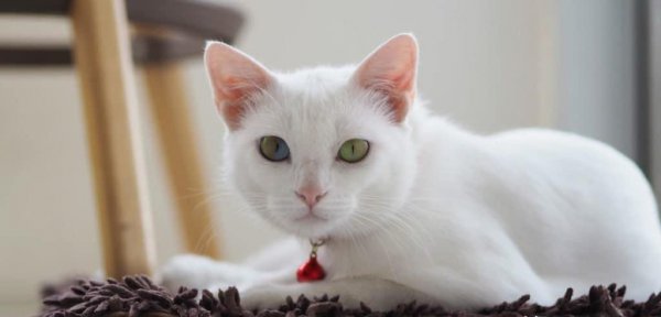 最贵的猫排名价格表