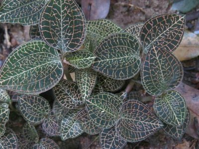 金线莲是什么植物 多年生草本金线莲有什么药用价值