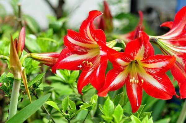 对红花怎么养才开花