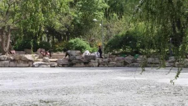 形容柳絮纷飞的诗句