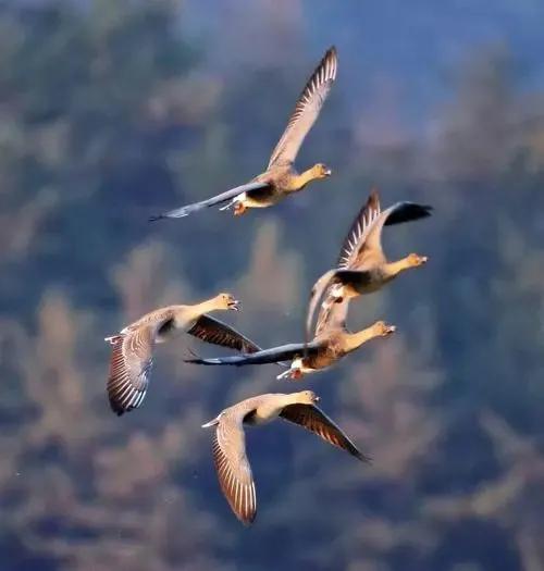 带有飞字的诗句