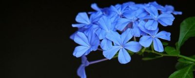 蓝雪花可以养多少年 让蓝雪花开花的养殖方法