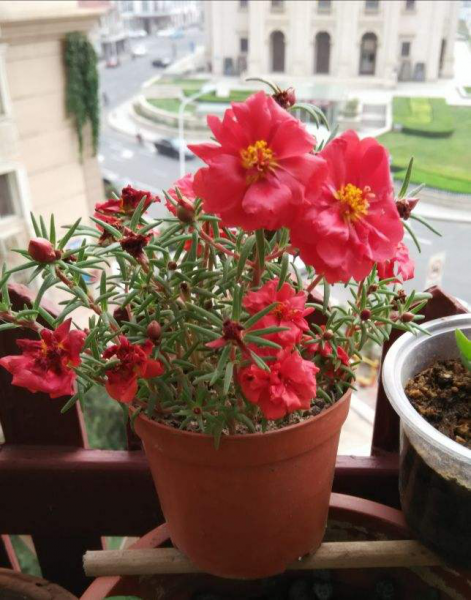 太阳花种子怎样种容易发芽才能出苗得更快