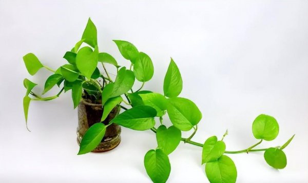 绿萝吸甲醛效果好吗