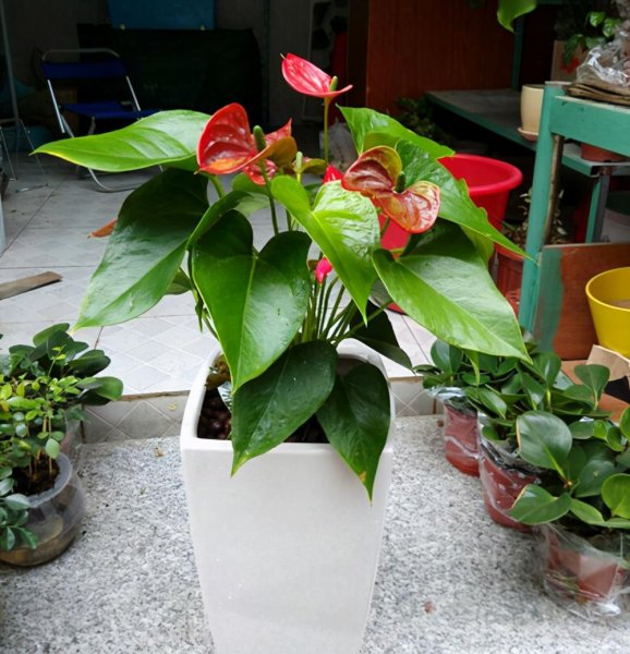 四季花有哪些品种图片大全